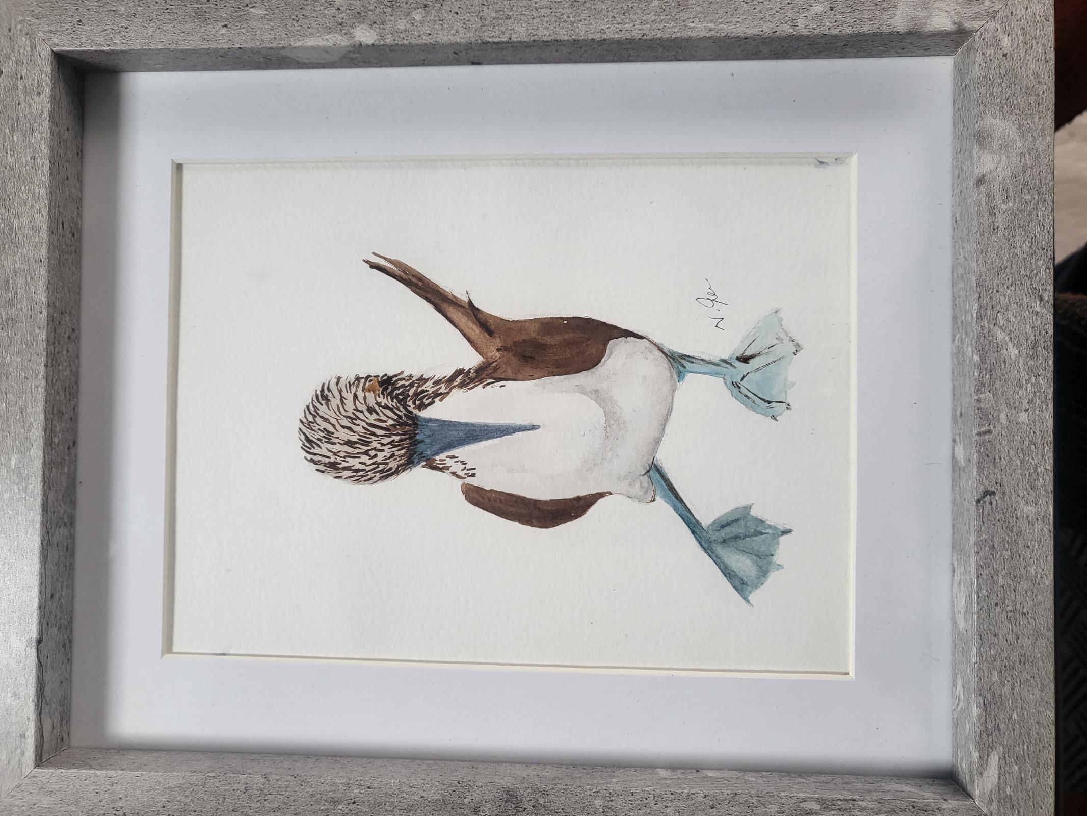 Blue Footed Booby 